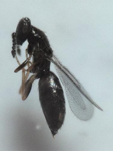 Melittobia sp.